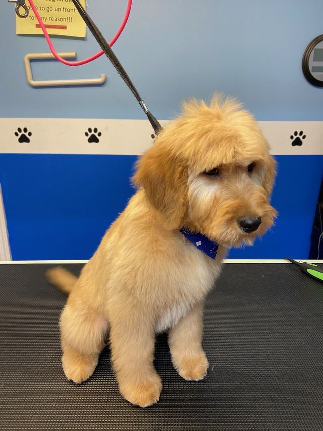Gallery Fairfield Township, OH Biscuit Bath & Beyond