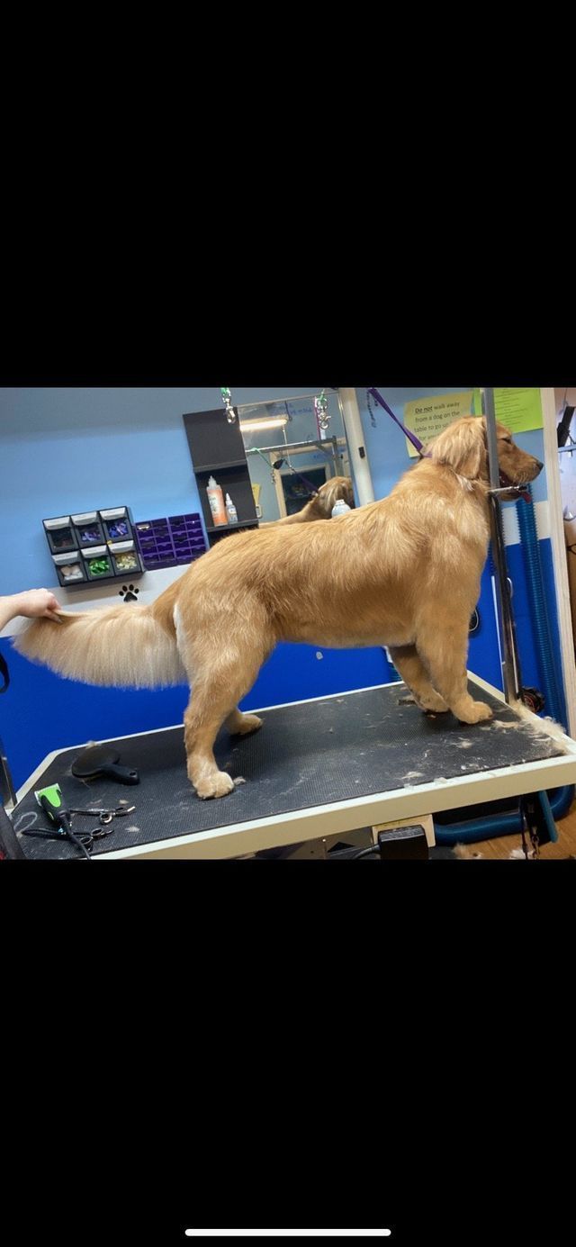 Gallery Fairfield Township, OH Biscuit Bath & Beyond