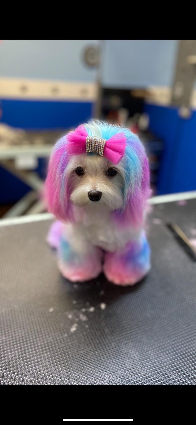 Gallery Fairfield Township, OH Biscuit Bath & Beyond