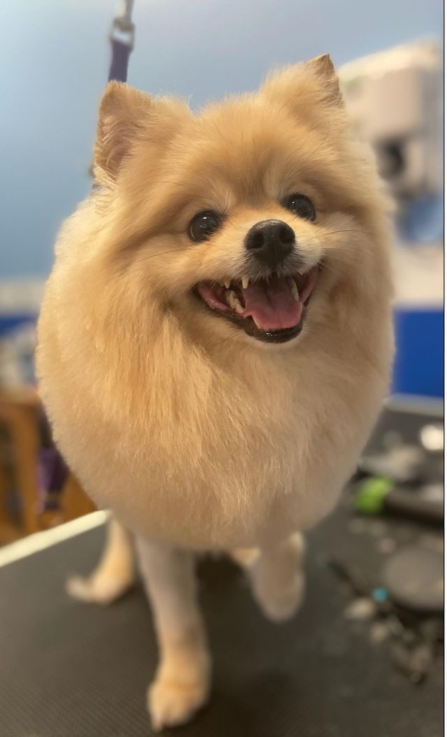 Gallery Fairfield Township, OH Biscuit Bath & Beyond