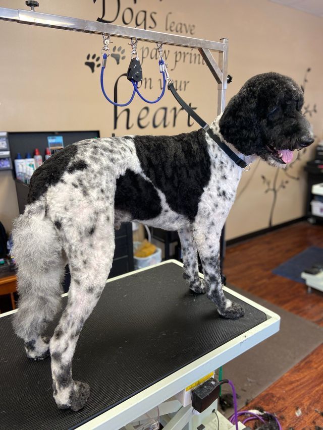 Gallery Fairfield Township, OH Biscuit Bath & Beyond
