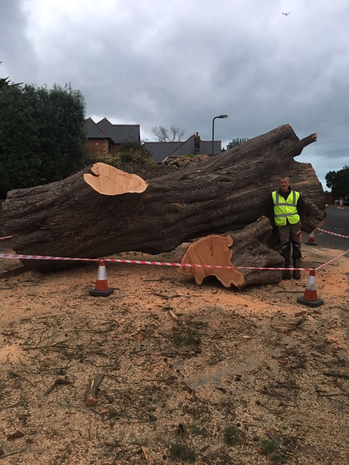 A man in a yellow vest is standing next to a large tree stump.