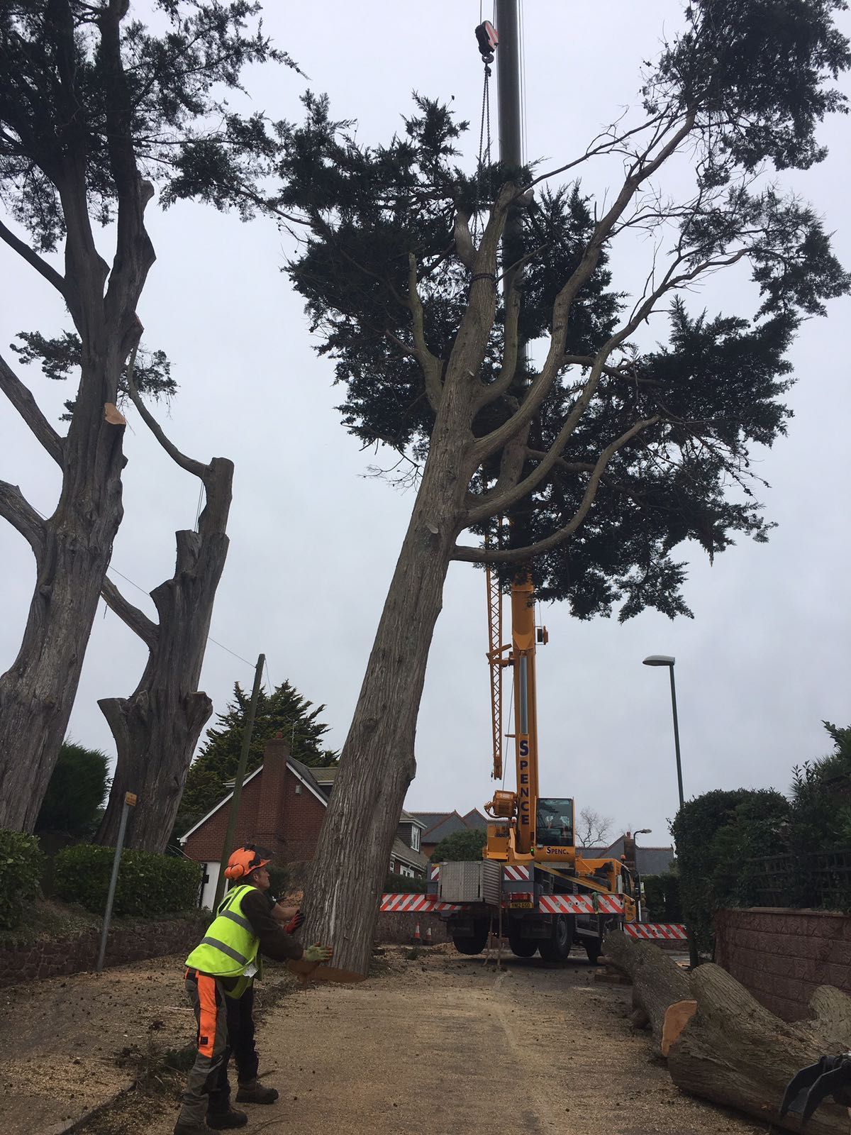 A large tree is being removed by a crane.