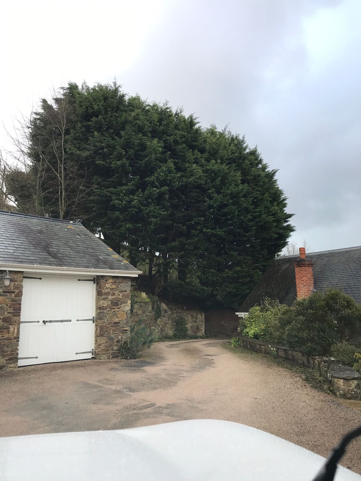 A large tree is growing in front of a garage.
