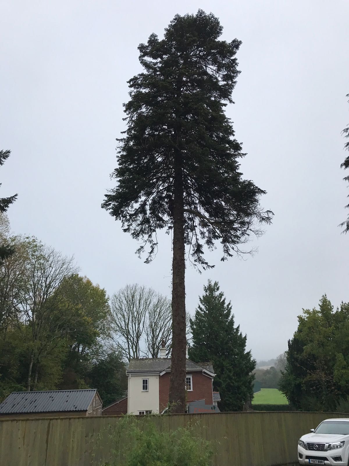 A white car is parked in front of a large tree