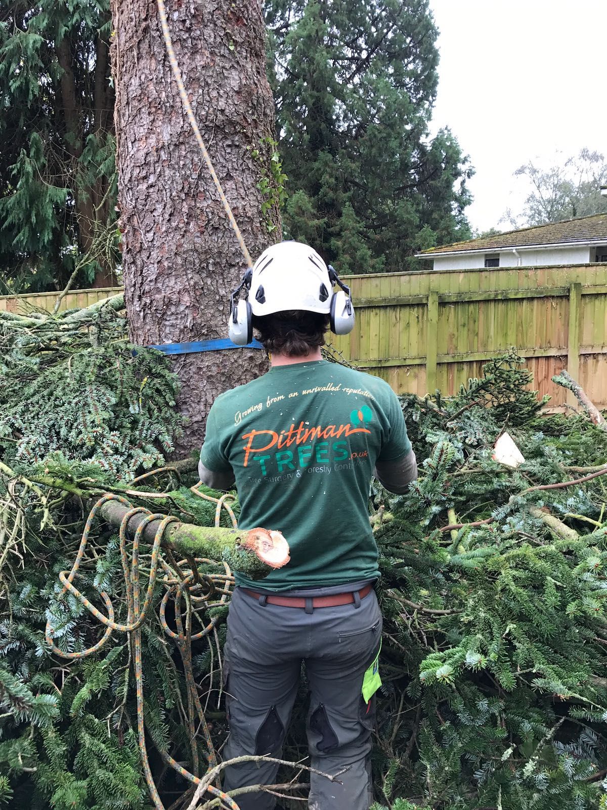A man wearing a helmet and headphones is cutting a tree.
