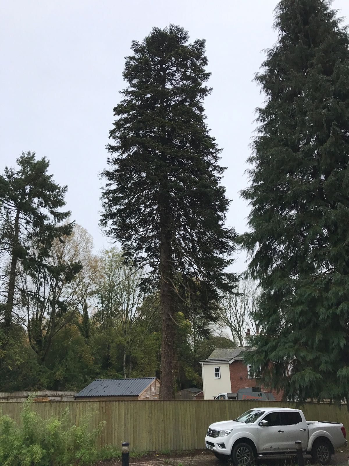 A white truck is parked in front of a large pine tree.