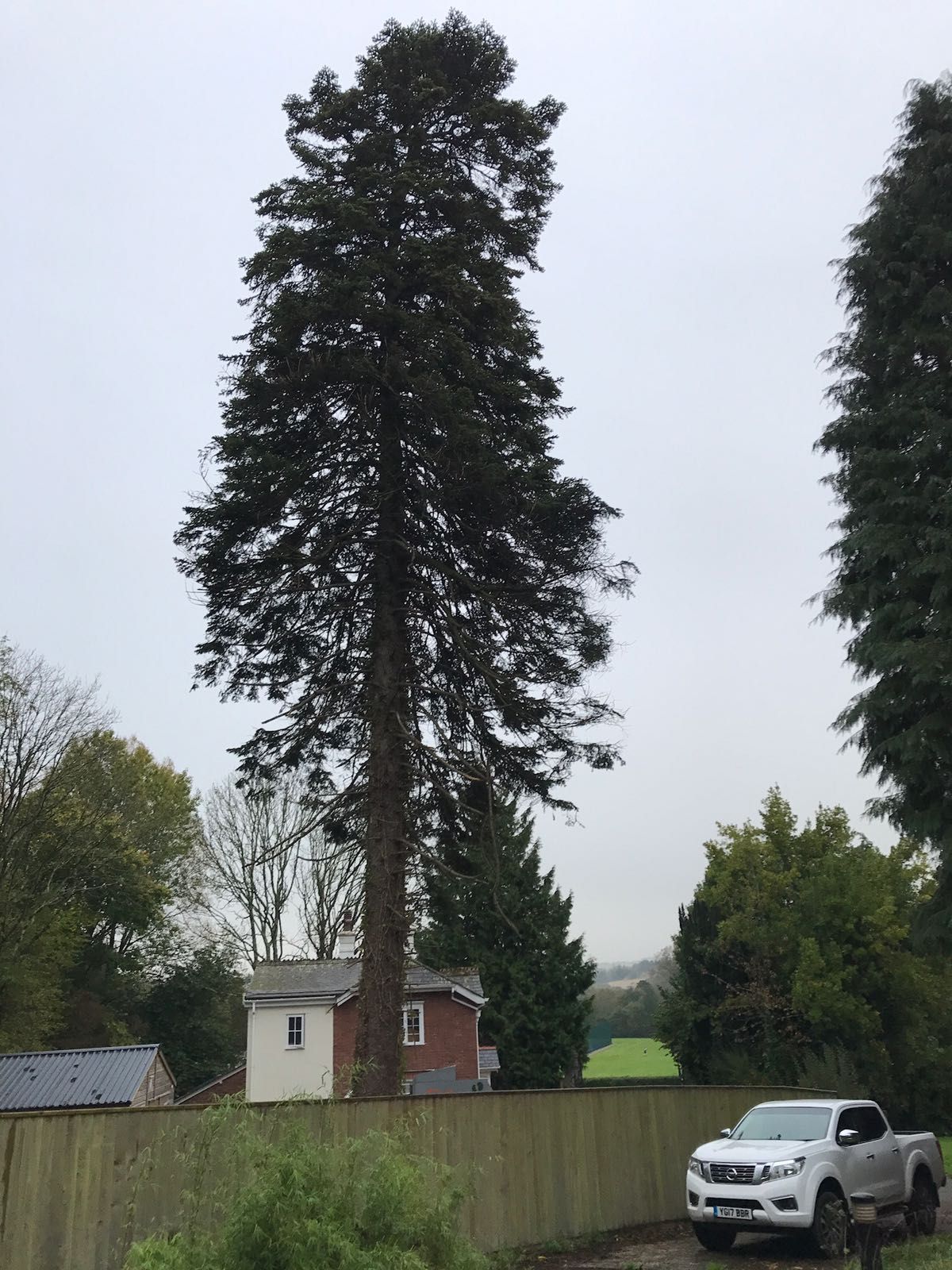 A white truck is parked in front of a large tree.