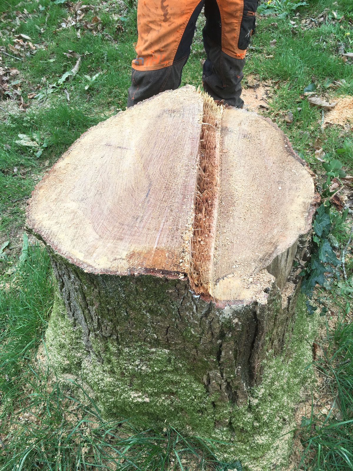 A person is standing next to a tree stump that has been cut in half.