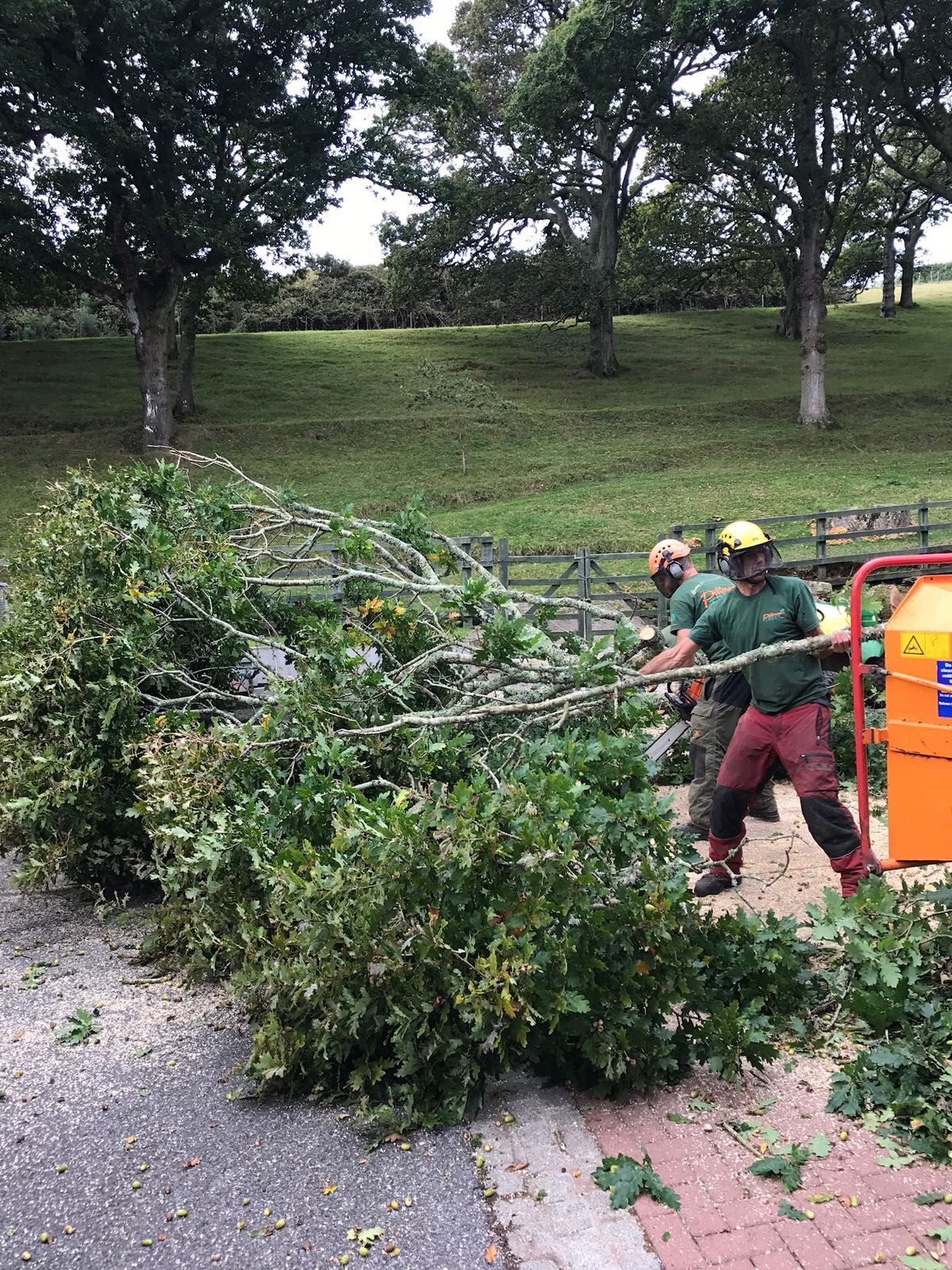 A group of men are cutting down trees in a park.