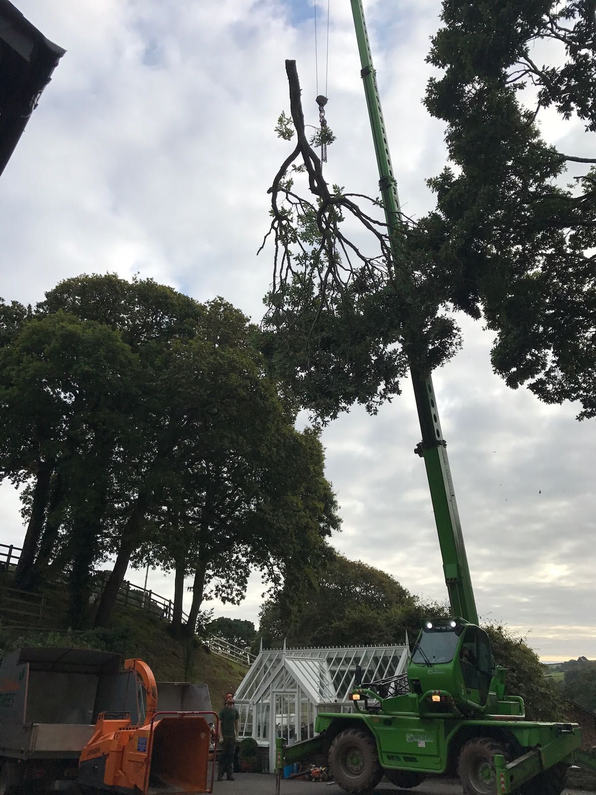 A green truck with a crane attached to it is cutting a tree.