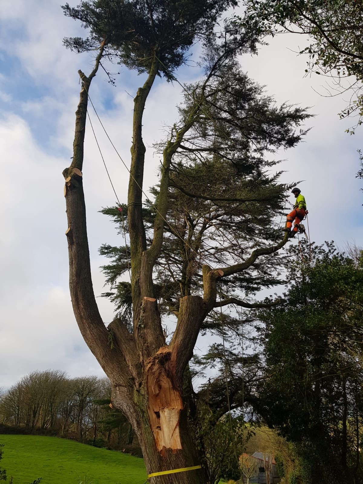A man is climbing a tree with a chainsaw.