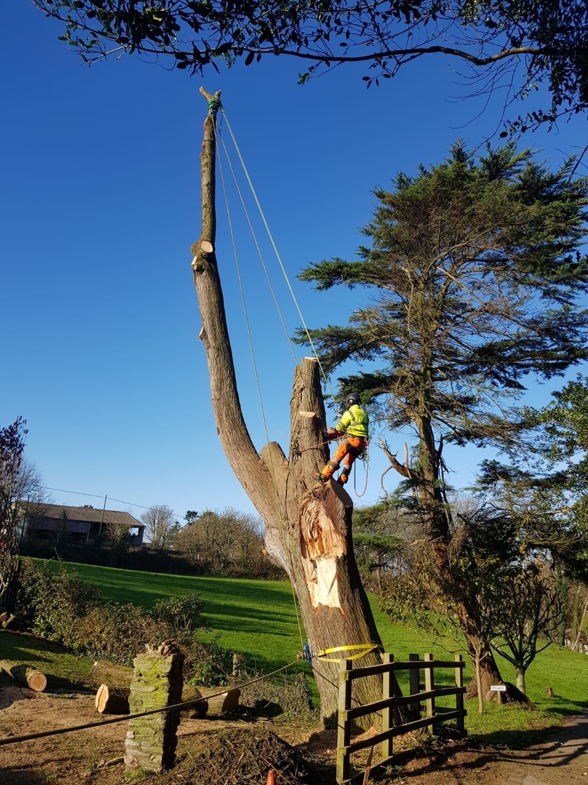 A man is climbing a tree with a chainsaw.