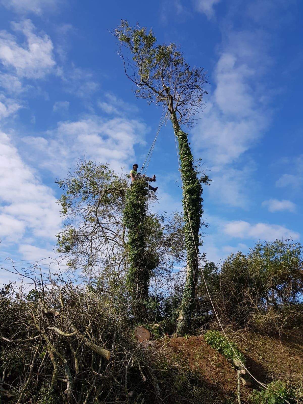 A man is climbing a tree in a field with a blue sky in the background.
