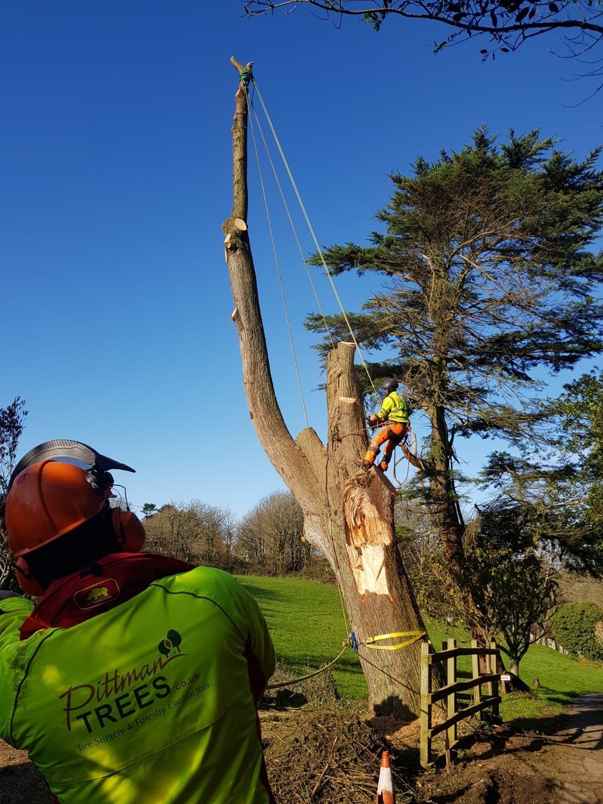 A man is climbing a tree with a chainsaw.