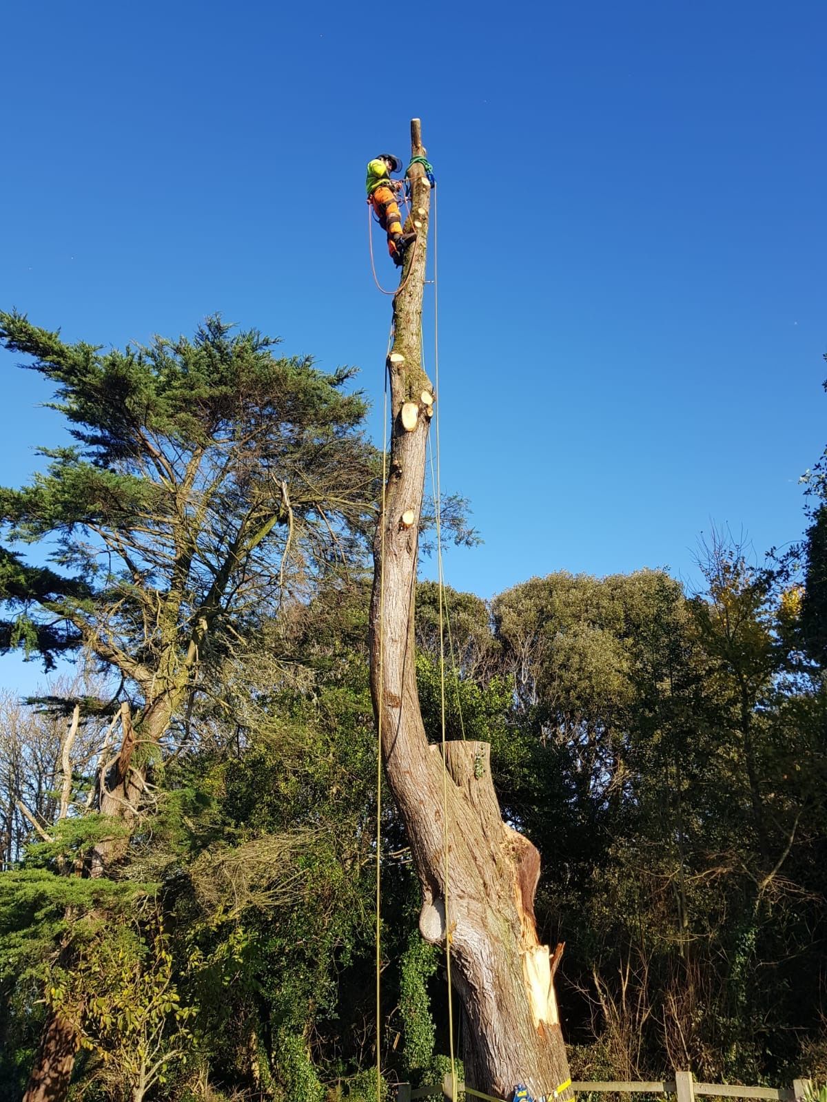 A man is climbing up the side of a tree.