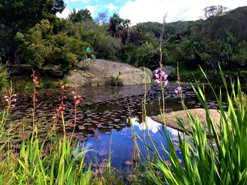 Mill water Wild Flower Gardens, Paarl Mountain Nature Reserve, Cape Winelands, South Africa 