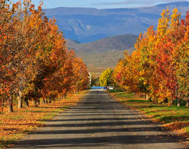 Springfield Wine Estate, Robertson, Route 62, South Africa