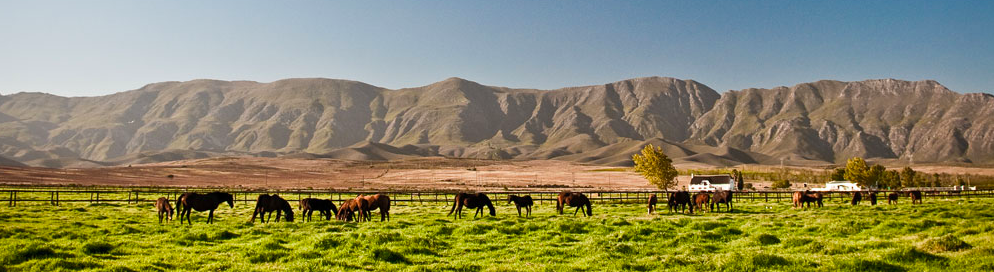 Arabella Wine estate, Ashton, Route 62, South Africa 