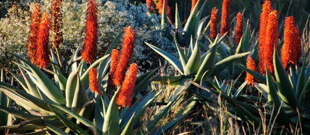 Aloes, Barrydale, Route 62