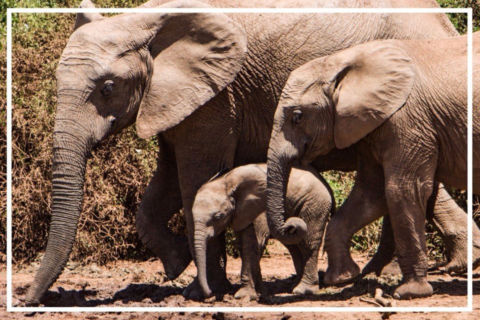 Amazing Africa Tours - Addo Elephant Park