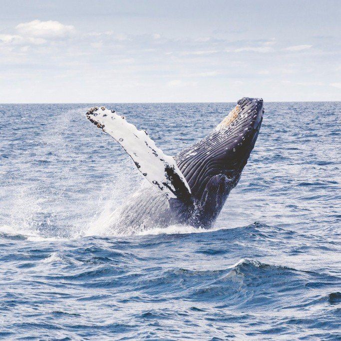 Amazing Africa Tours - Hermanus Whale Watching