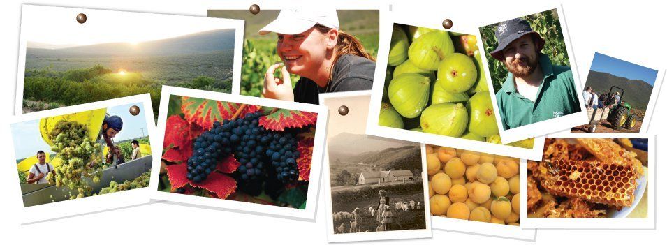Farmer Redbeard's Farm experiences, Ashton, Route 62, Longest wine route in the world, South Africa 