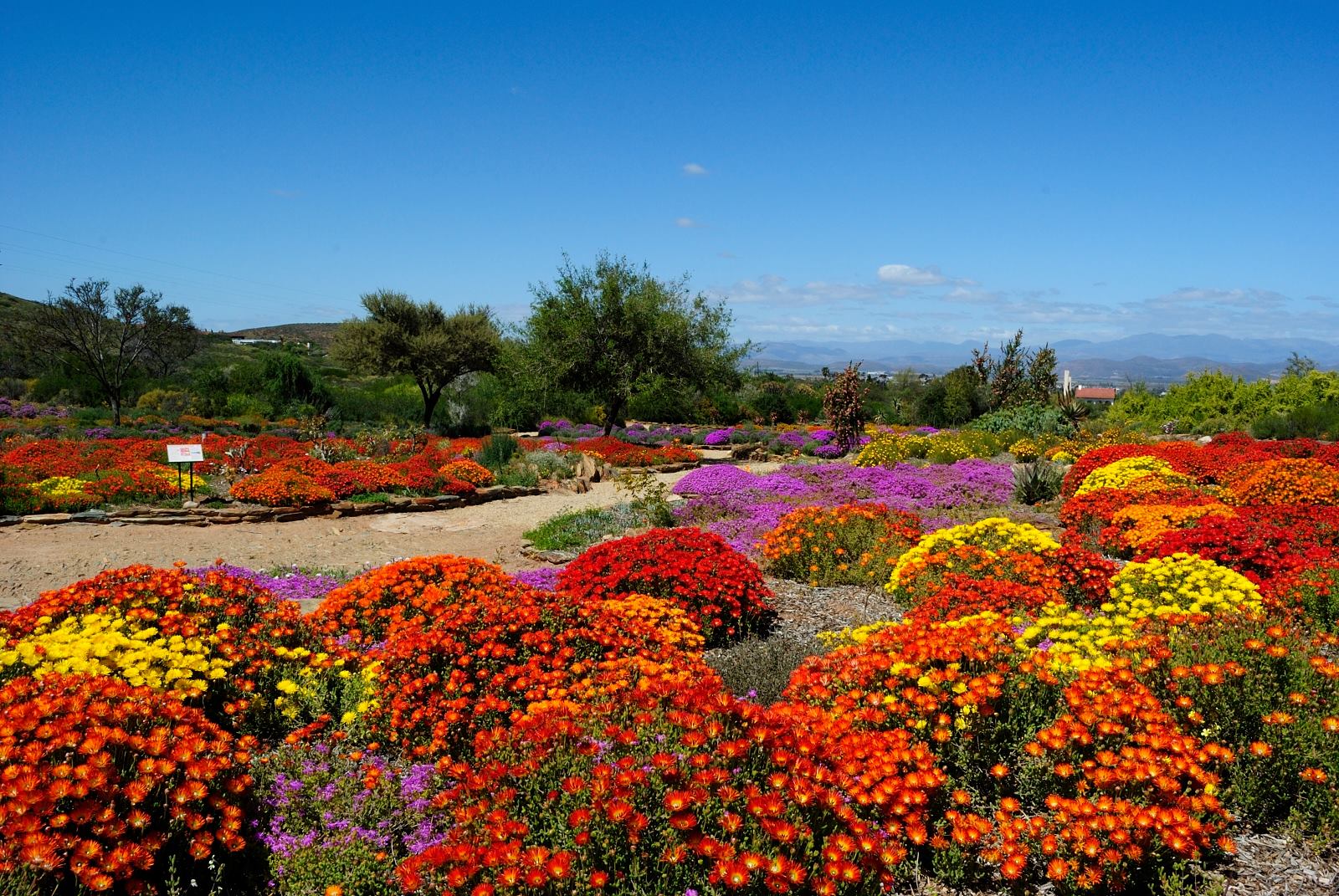 The Flowers of the Karoo National Gardens in Spring Time, Worcester, Route 62, South Africa