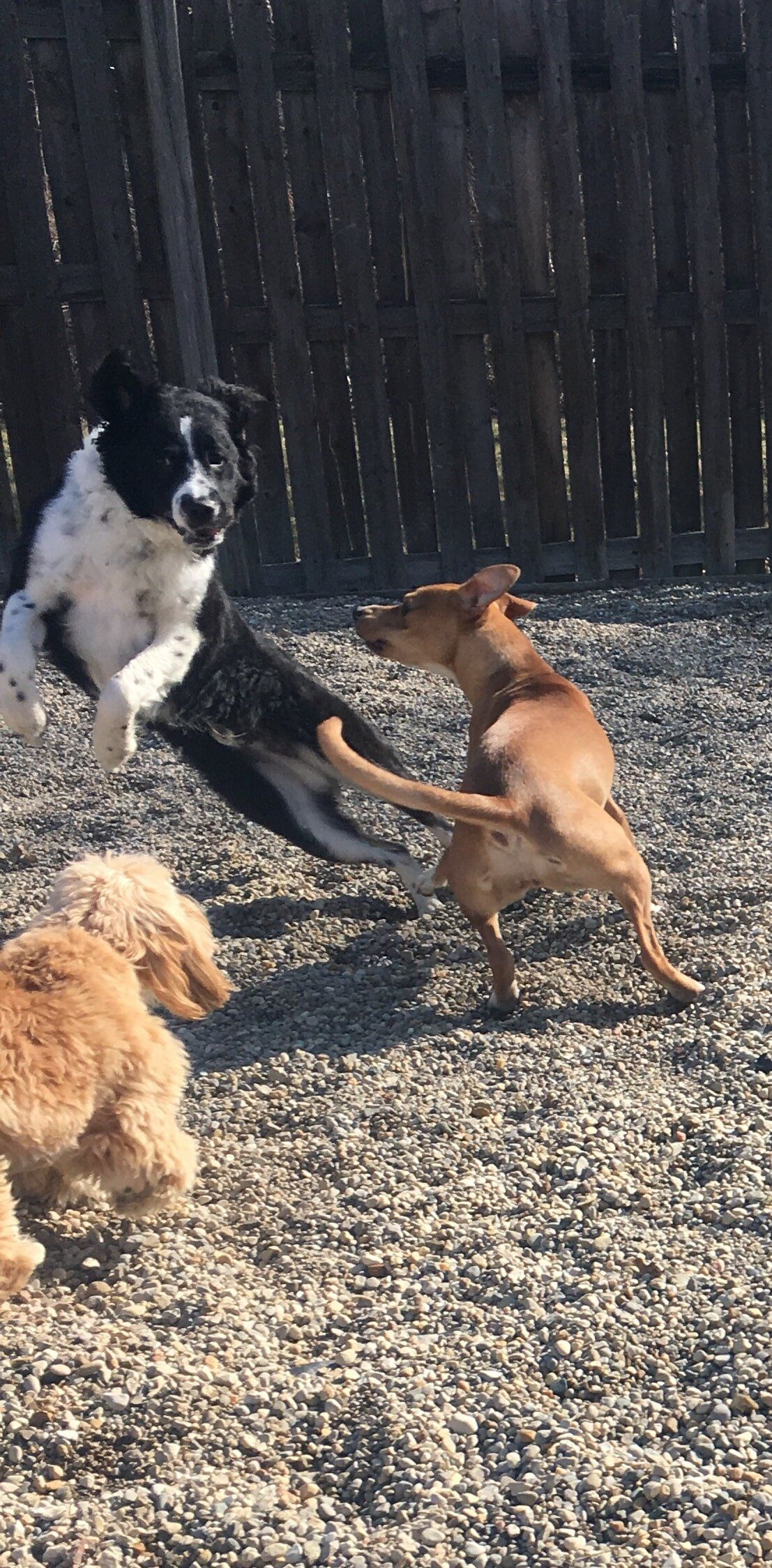 dogs playing outside- dog day care in Fishers, IN