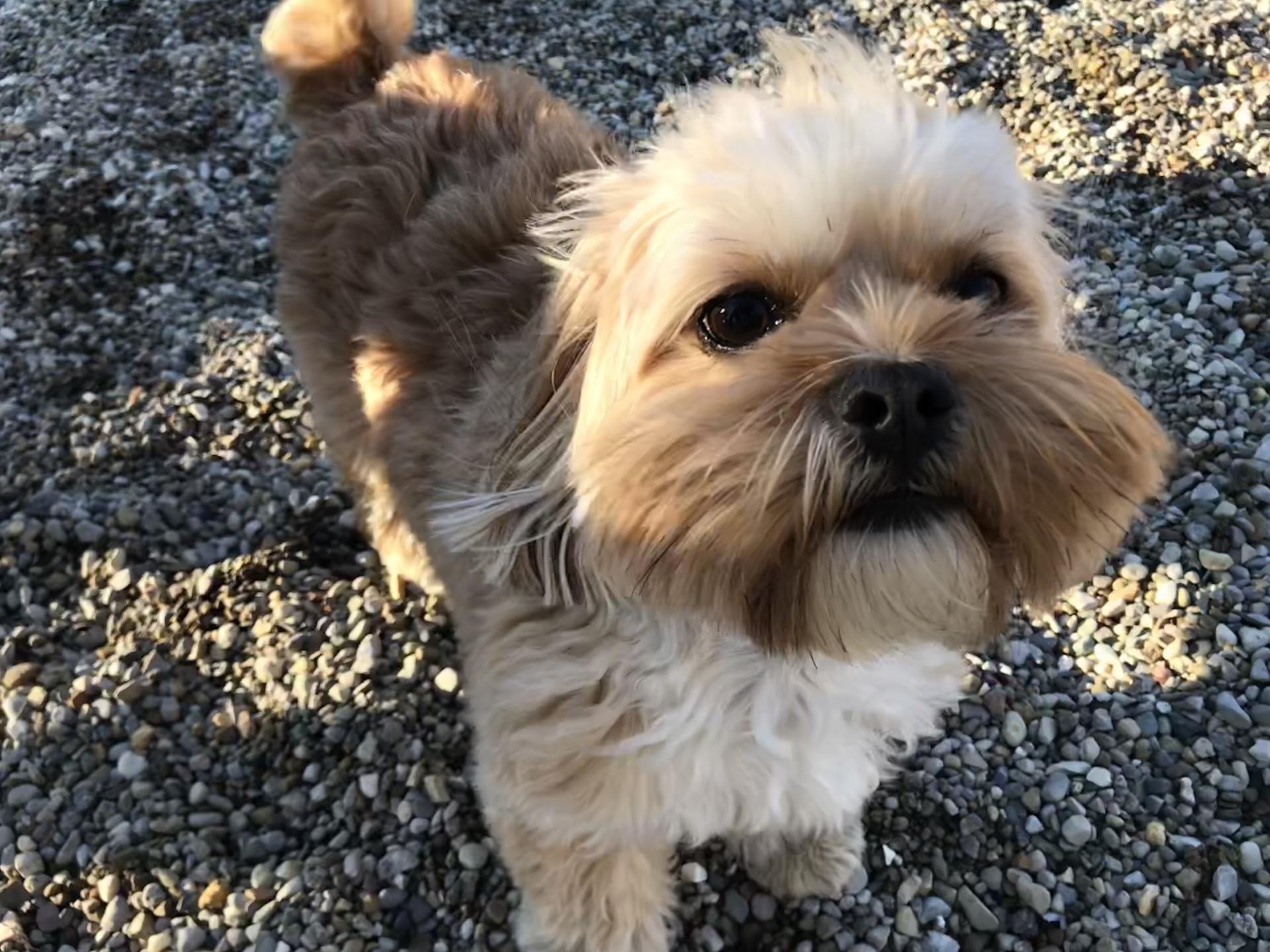 brown dog waiting to playing- doggy daycare in Fishers, IN