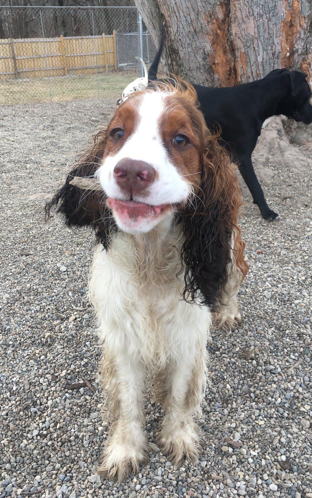 dog playing fetch- doggy daycare in Fishers, IN