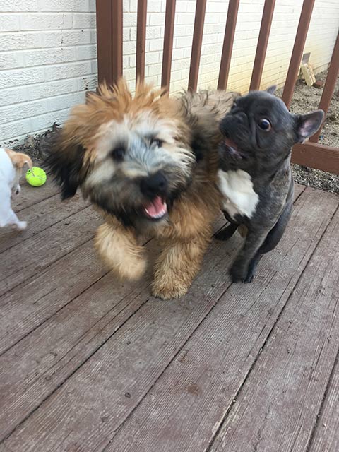 Two Small Dogs Playing - Dog camp in Fishers, IN
