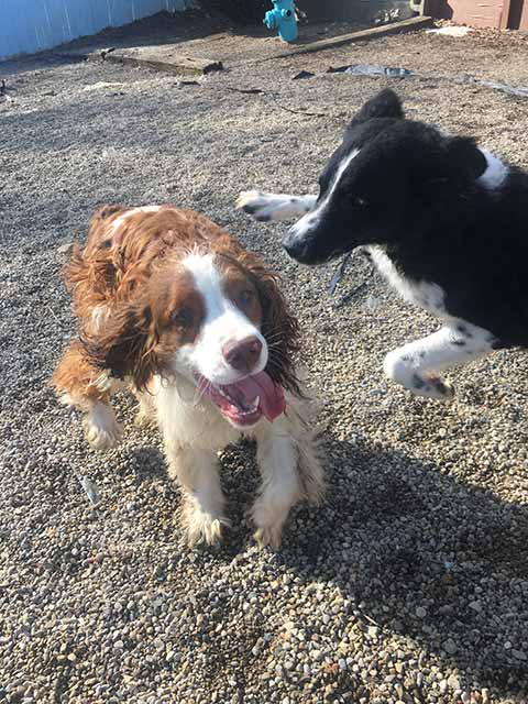 Black and Brown Border Collie - Dog camp in Fishers, IN