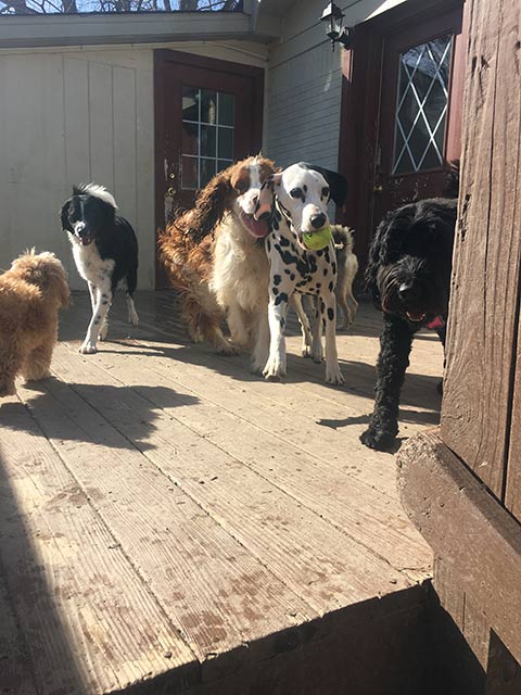 Dogs Playing a Ball - Dog camp in Fishers, IN