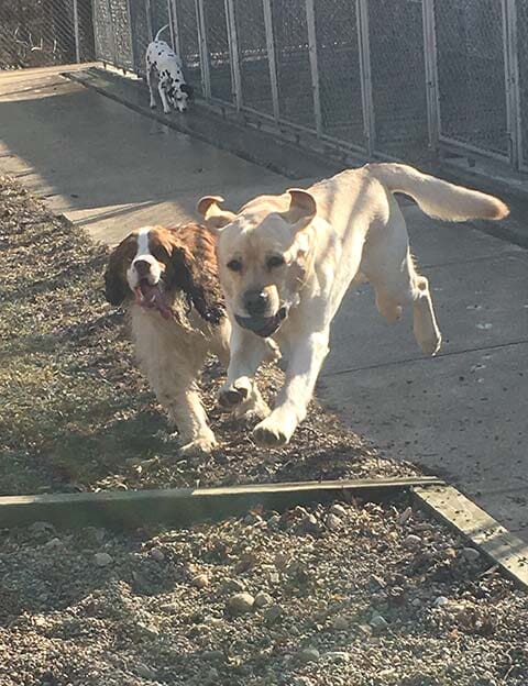 Labrador Retriever and Border Collie Playing - Dog camp in Fishers, IN