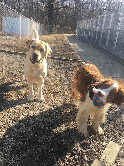 Labrador Retriever and Border Collie - Dog camp in Fishers, IN