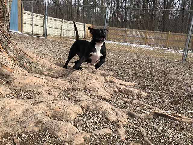 Black Dog Playing - Dog camp in Fishers, IN