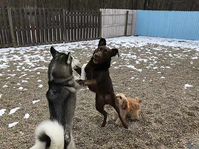 Siberian Husky Playing With Other Dogs - Dog camp in Fishers, IN