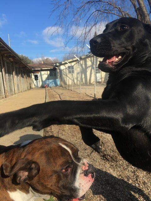 Black Labrador Retriever Playing - Dog camp in Fishers, IN