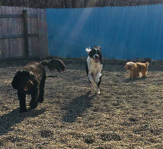 Three Dogs Running - Dog camp in Fishers, IN