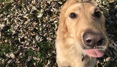 Golden retriever with his tongue out -  Doggie day camp in Fishers, IN