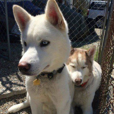 Two huskies outside - Dog camp in Fishers, IN