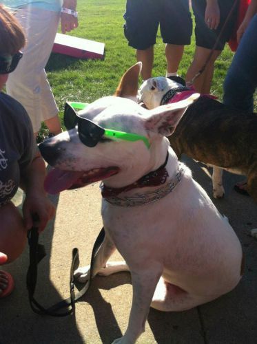 Dog wearing eyeglasses - Dog camp in Fishers, IN
