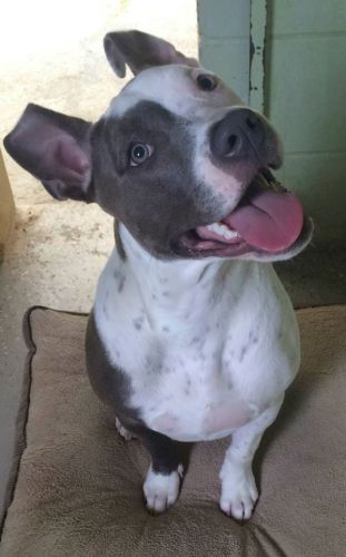 Small dog smiling wide - Dog camp in Fishers, IN