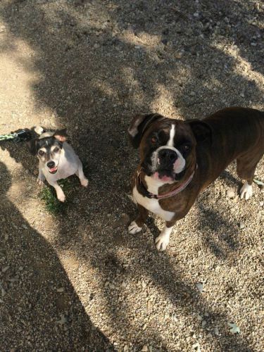 Dogs on a field smiling - Dog camp in Fishers, IN