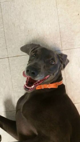 Dog laying with a funny face - Dog camp in Fishers, IN
