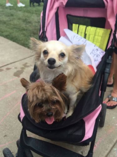 Dogs on a stroller - Dog camp in Fishers, IN