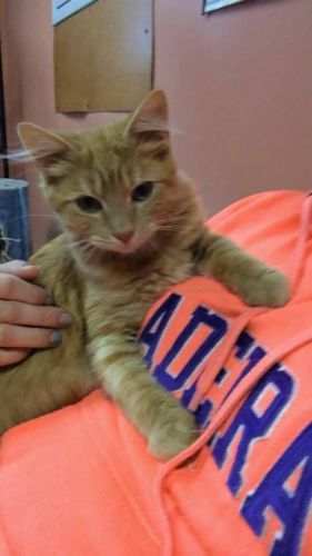 Cat laying on person - Dog camp in Fishers, IN