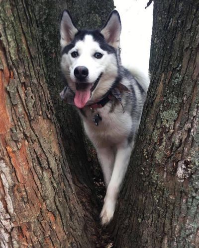 Husky on a tree - Dog camp in Fishers, IN