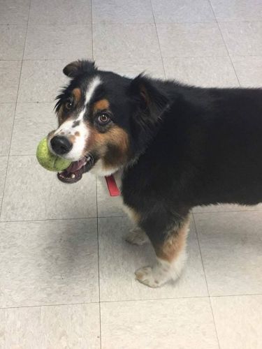 Dog playing with tennis ball - Dog camp in Fishers, IN
